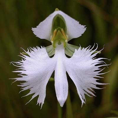 fleurs: orchidÃ©e colombe