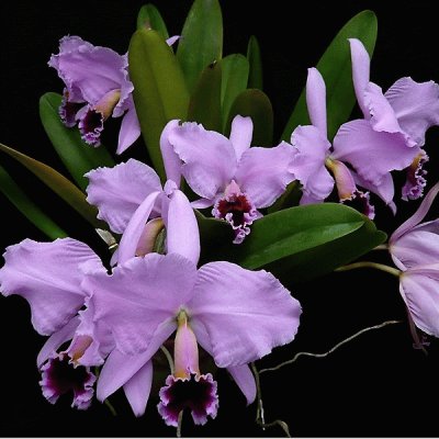 fleurs: orchidÃ©es