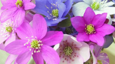 Hepatica