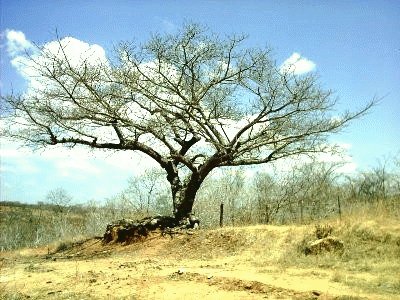 Caatinga