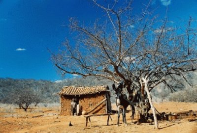 Caatinga