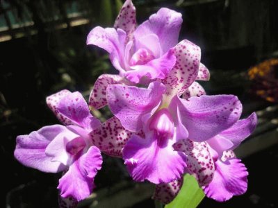 orquidea