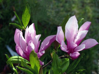 fleurs: magnolias