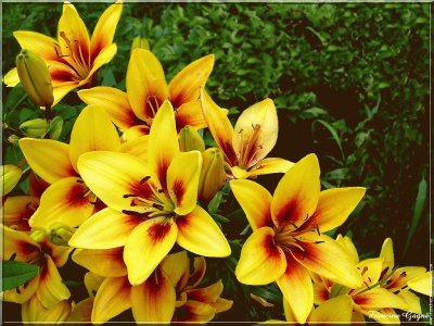 fleurs: lys