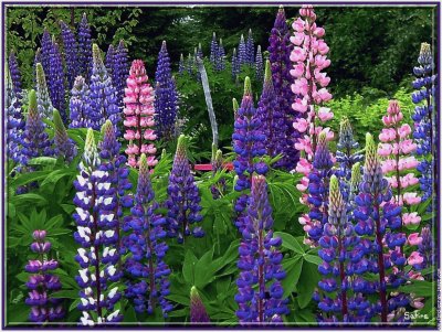 fleurs: lupins