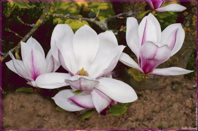 fleurs: magnolia