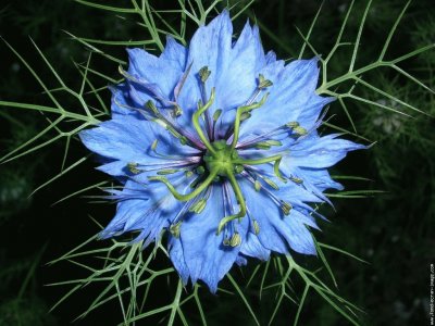 fleurs: nigelle bleue