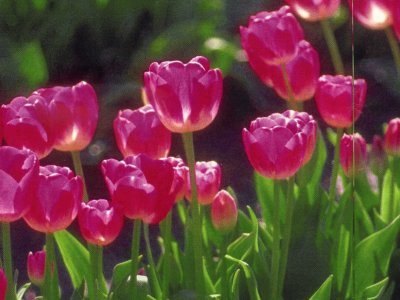 Tulipans