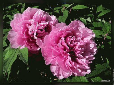 fleurs: pivoines