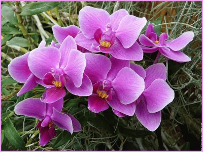 fleurs: orchidees