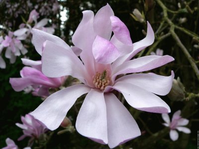 fleurs: magnolia