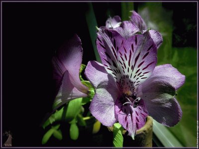 fleurs: alstroemerias