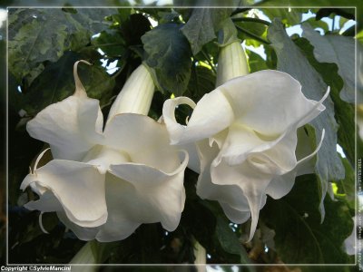 fleurs: datura