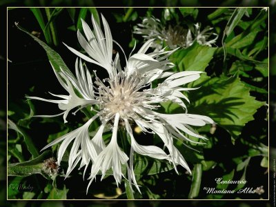 fleurs: centaurÃ©e blanche