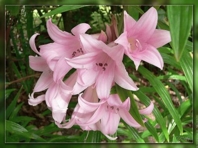 fleurs: amaryllis-belladonna