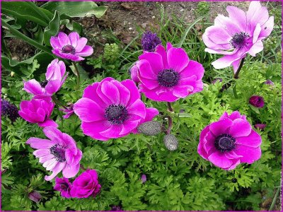 fleurs: anemones