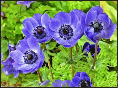 fleurs: anemones