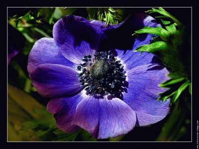 fleurs: anemones