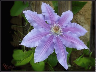 fleurs: clÃ©matite