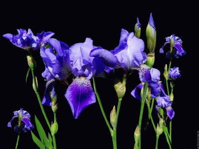 fleurs: iris