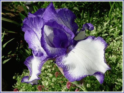 fleurs: iris