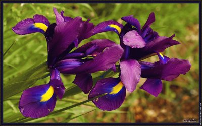 fleurs: iris