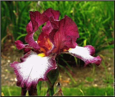 fleurs: iris