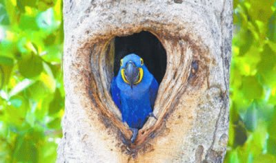 Arara azul