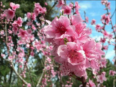 Flor de presseguer