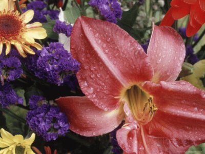 Flowers sprinkled with Dew