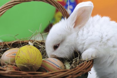 Conillet de Pascua