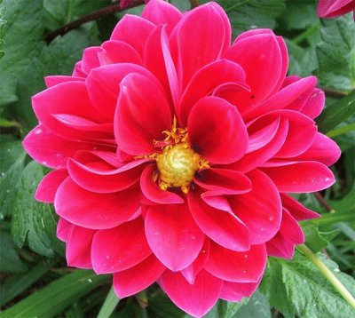 Flower pink Dahlia