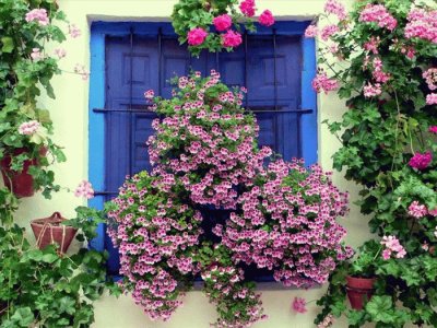 Ventana con flores