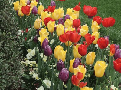 Bed of Tulips