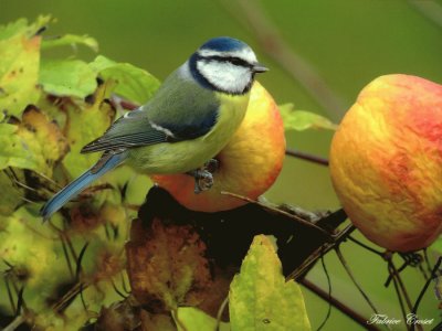 mÃ©sange bleue