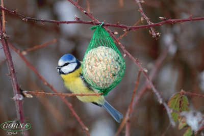 mÃ©sange bleue