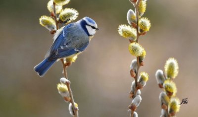 mÃ©sange bleue