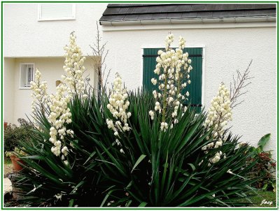 fleurs: yucca