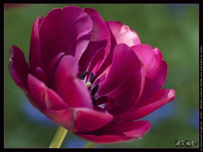 fleurs: tulipe