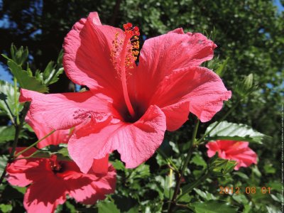 fleurs: hibiscus