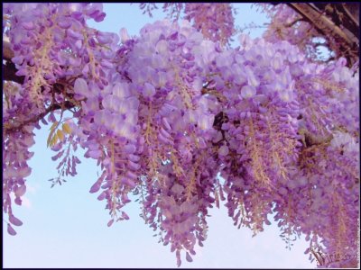 fleurs: glycine