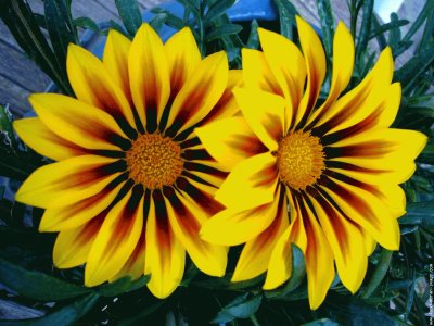 fleurs: gazania