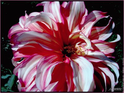 fleurs: dahlia