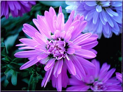 fleurs: aster