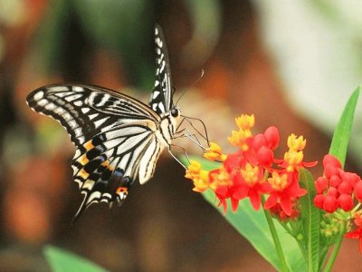 MARIPOSA SOBRE FLOR