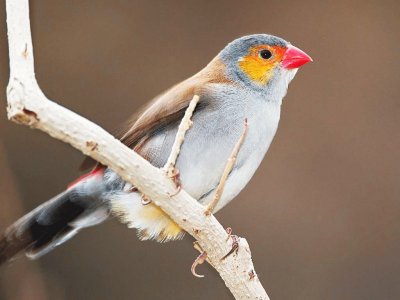 PAJARO EN RAMA