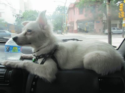 Tango ya no entra en el auto