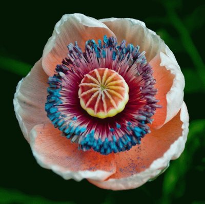 Beautiful Poppy