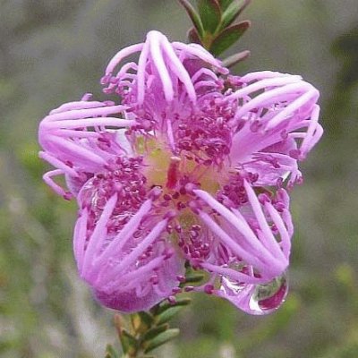 Melaleuca Flower