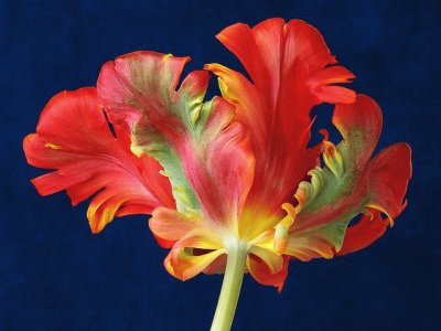 Parrot Tulip